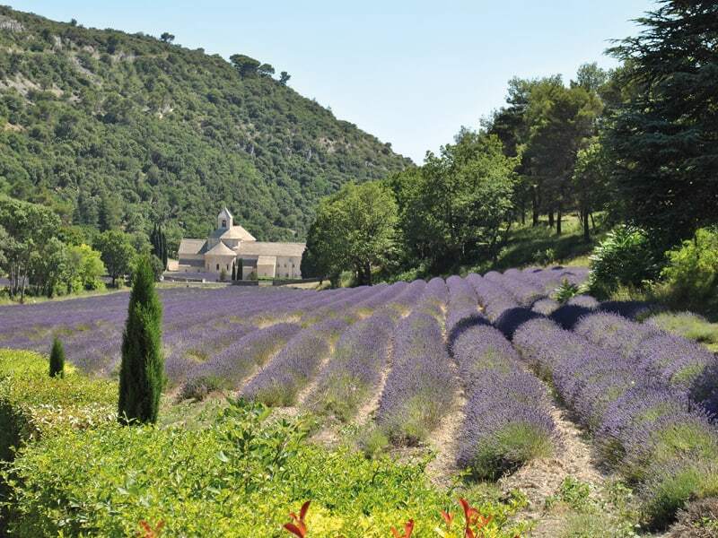 Abbaye de Sénanque au fond d’un vallon boisé, derrière un champ de lavande en fleur