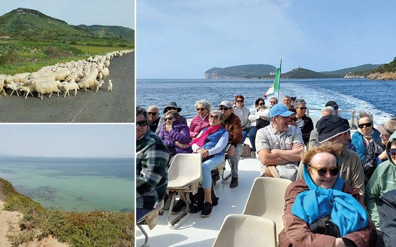 Troupeau de moutons sur une route, mer turquoise et voyageurs en bateau face à un promontoire