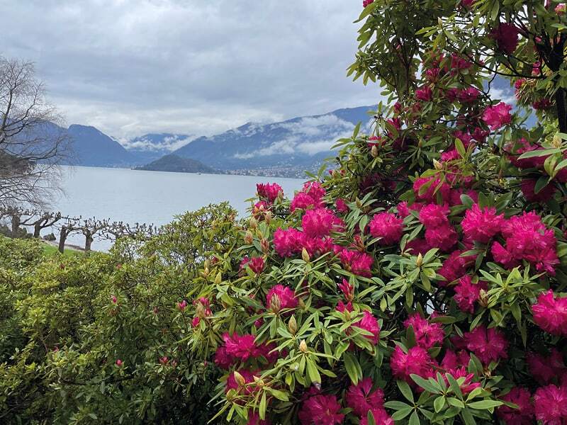 Rhododendrons roses en fleurs devant un lac entouré de montagnes dans les nuages