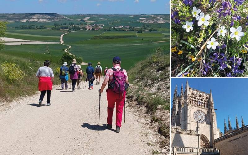 Pèlerins descendant vers une plaine verte, fleurs sauvages et façade gothique de la cathédrale de Burgos