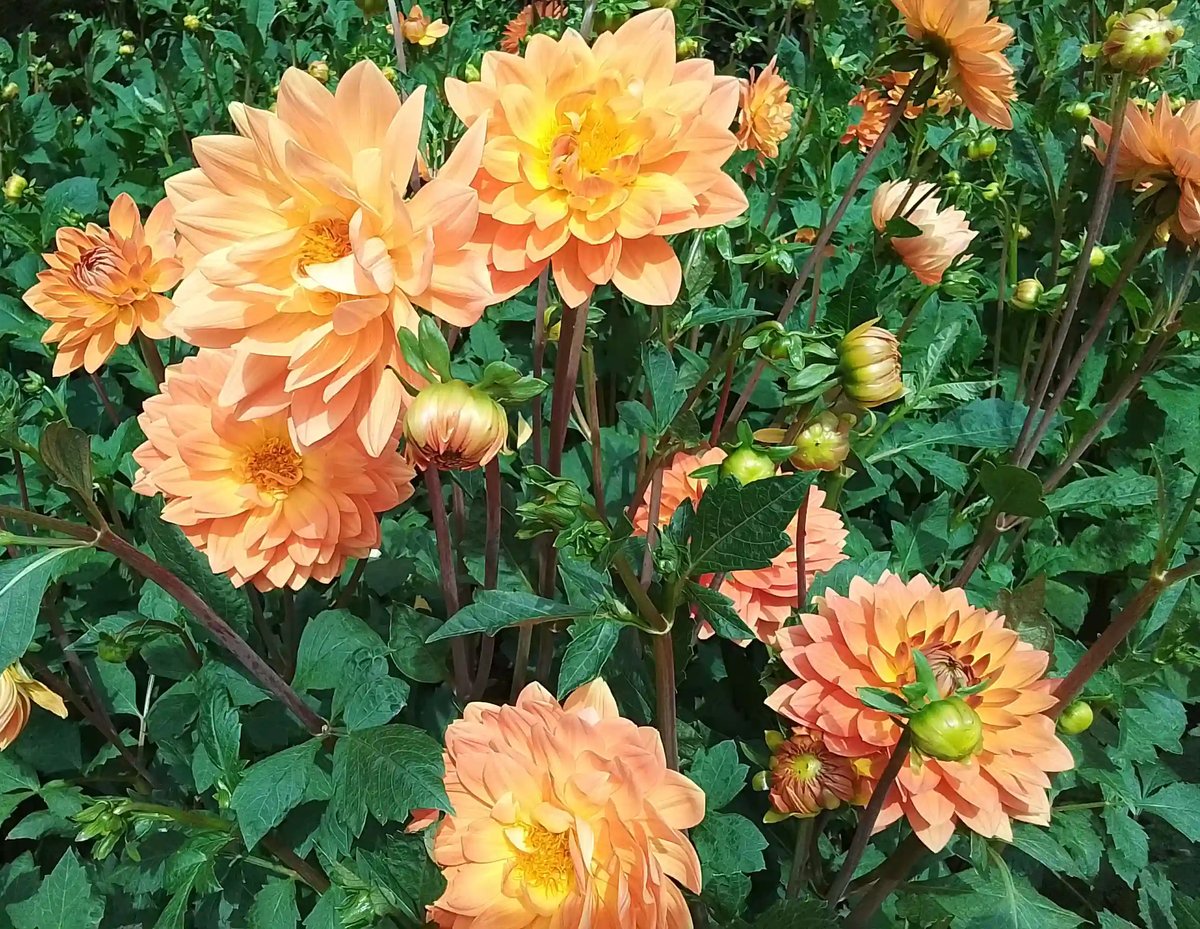 Gros plan sur plusieurs dahlias aux pétales orange clair et abricot, entourés de feuillage vert
