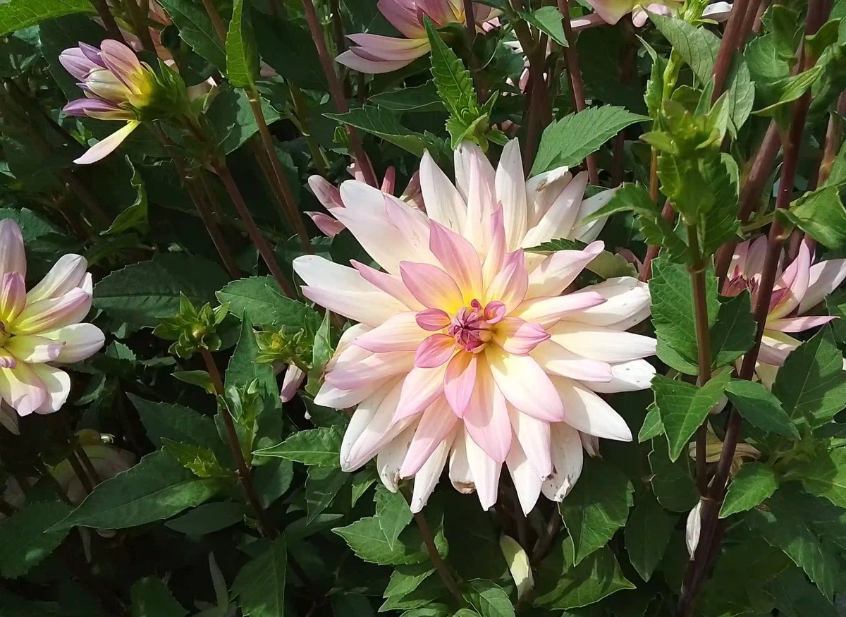 Gros plan sur un dahlia aux pétales rose pâle et blancs, entouré de feuilles vertes
