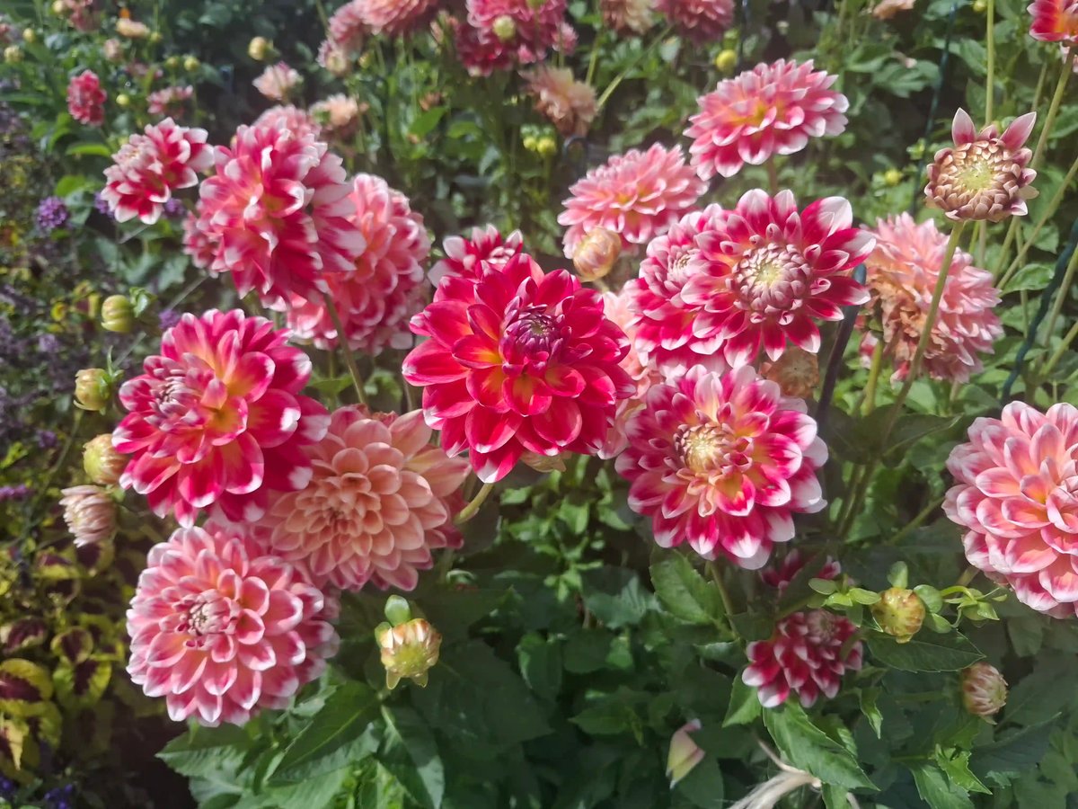 Massif de dahlias aux pétales roses, rouges et blancs, à différents stades de floraison