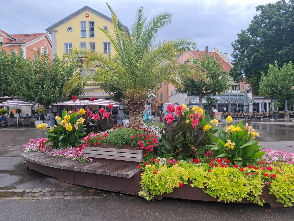 Palmier entouré de massifs de fleurs roses, rouges et jaunes sur une place bordée de maisons colorées