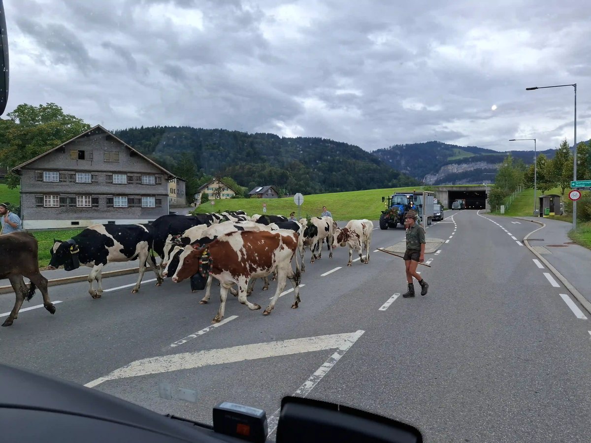 Troupeau de vaches traversant une route dans un paysage rural et montagneux
