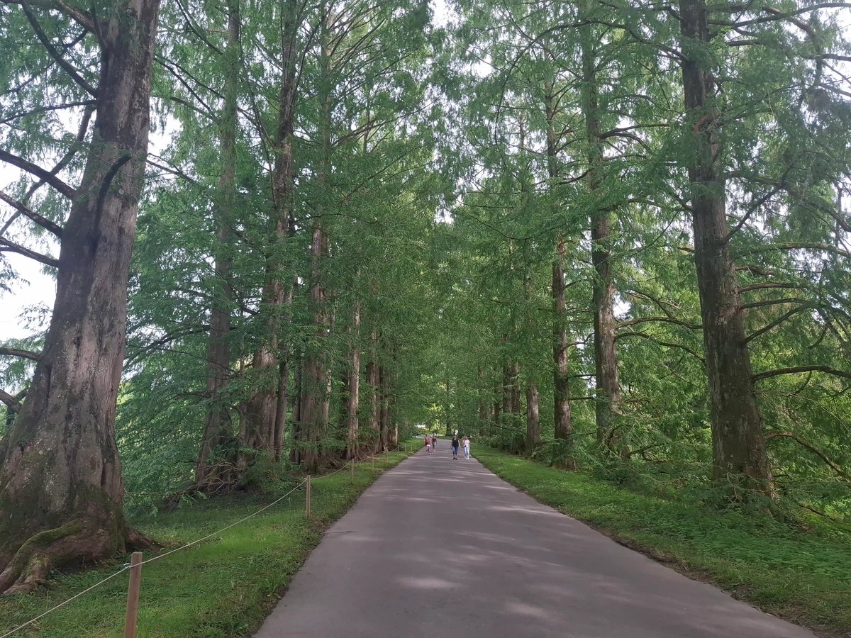 Allée bordée de grands arbres au feuillage verdoyant, avec plusieurs visiteurs qui se promènent