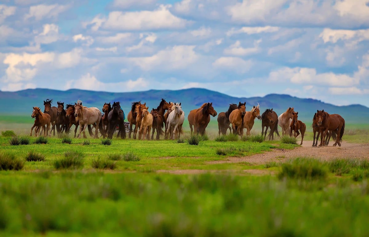 in-der-mongolei-gibt-es-mehr-pferde-als-menschen