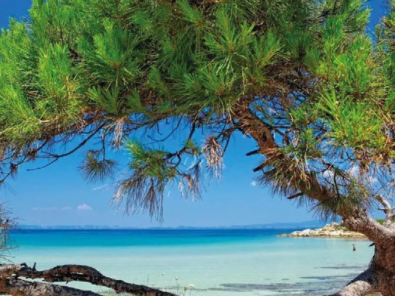 Küstenlandschaft mit Kiefernbaum im Vordergrund und blauem Meer