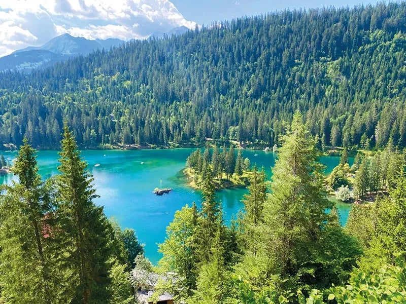 Blick durch Nadelbäume auf einen leuchtend türkisfarbenen Bergsee mit einer kleinen bewaldeten Insel, umgeben von dichten Tannenwäldern und fernen Bergen