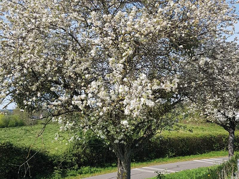 Pommiers en fleurs en Normandie avec Isabella Raimann