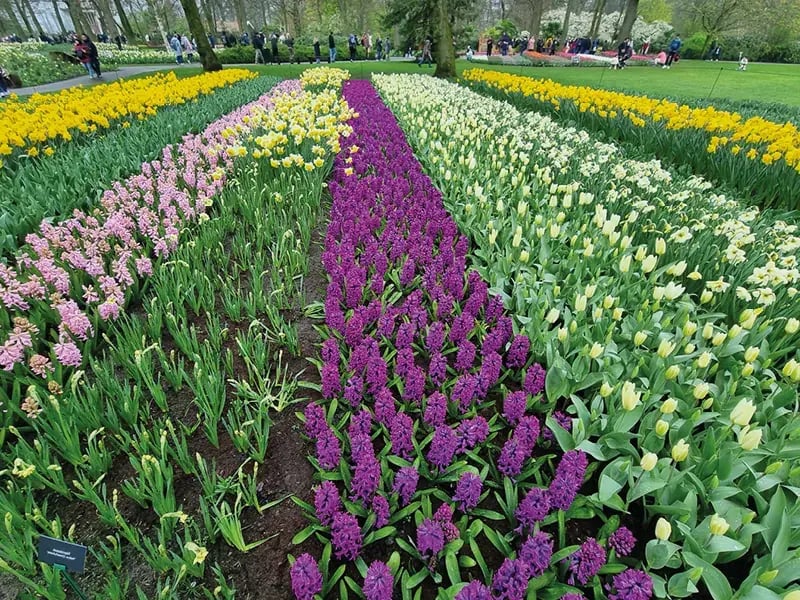 Blumenbeete mit bunten Tulpen und Hyazinthen in Reihen in einem Park, Menschen spazieren im Hintergrund