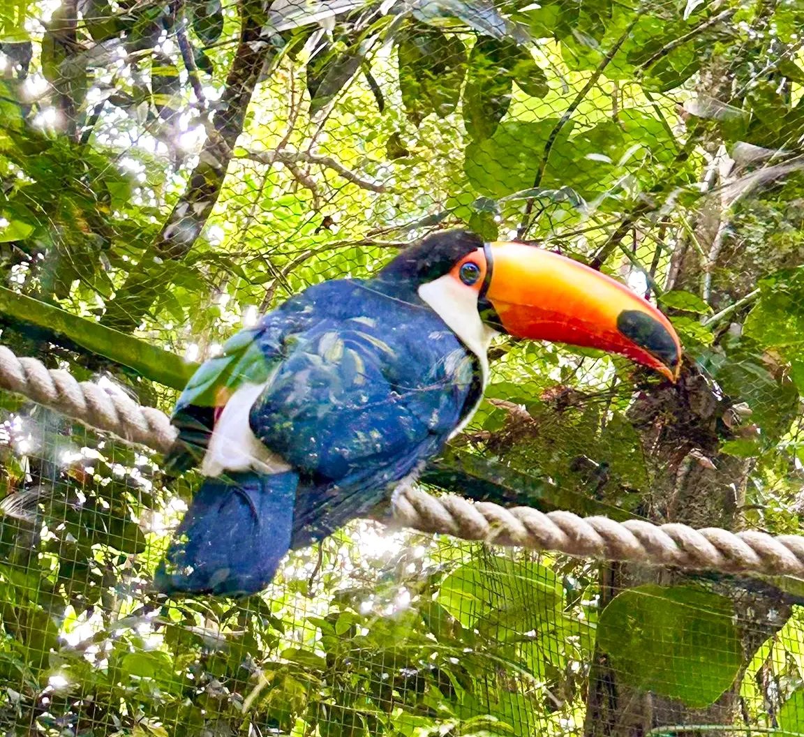 rb-karibik-kreuzfahrt-feb26-vogel