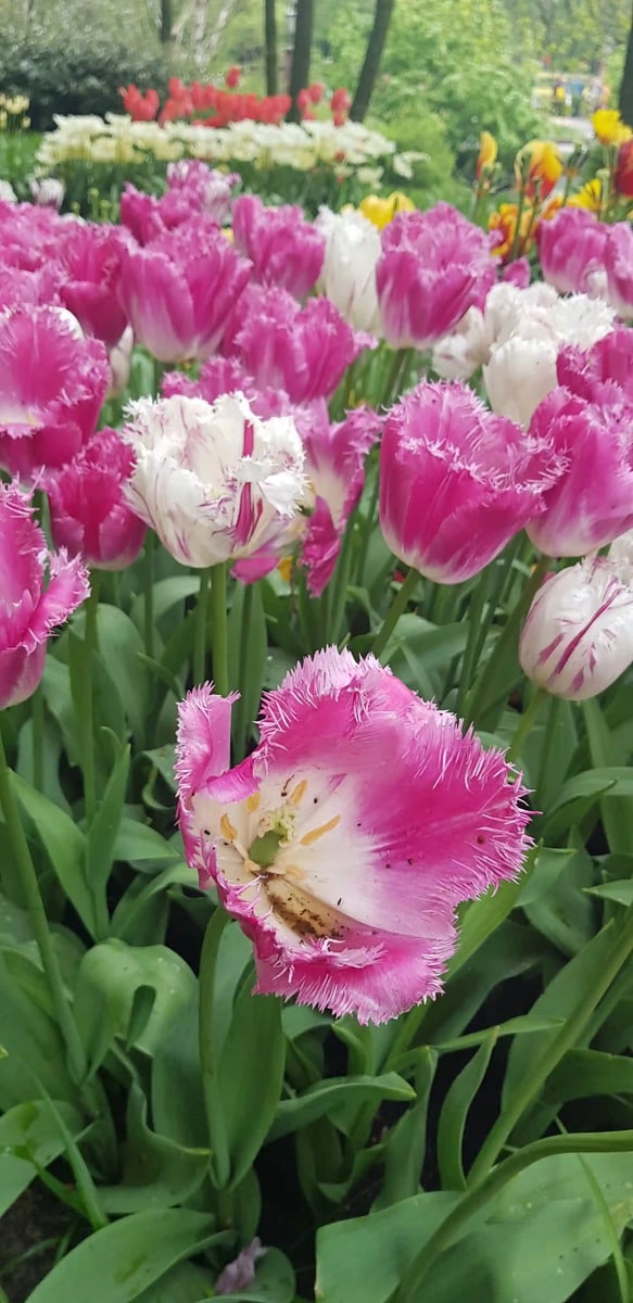 rb_amsterdam-tulpen-2026-33