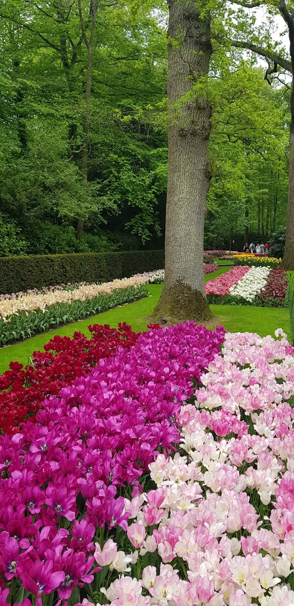 rb_amsterdam-tulpen-2026-43