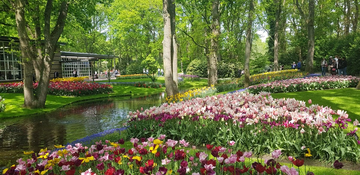 rb_amsterdam-tulpen-2026-53