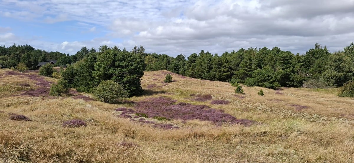 Weite dänische Heidelandschaft mit violett blühender Heide und grünen Bäumen