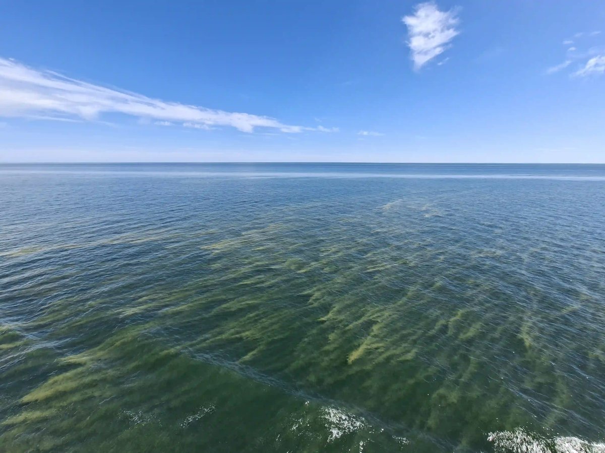 Weite Ostsee mit klarem blauem Wasser und feinen grünen Strukturen unter blauem Himmel