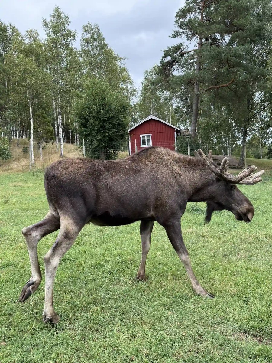Elch auf einer grünen Wiese vor einem typisch roten schwedischen Holzhaus.