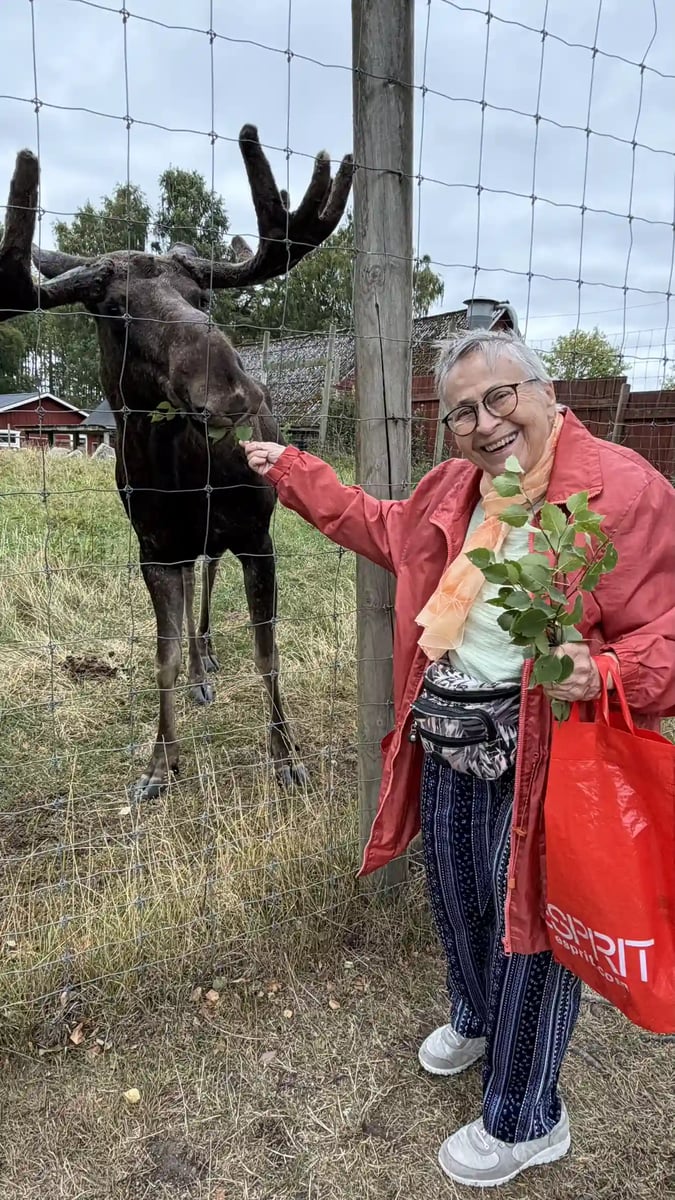 Reiseteilnehmerin füttert einen Elch mit Zweigen an einem Gehege in Schweden