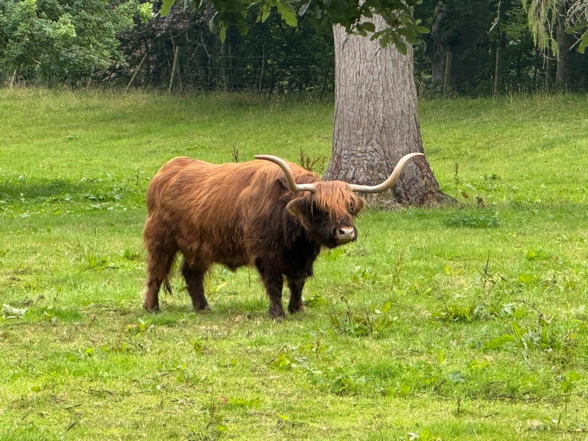 Schottisches Hochlandrind auf einer grünen Weide.