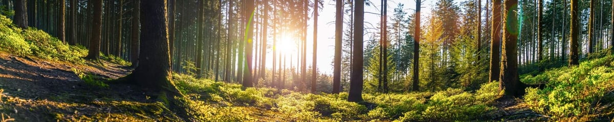 Advent im Schwarzwald mit Patricia Bortolin