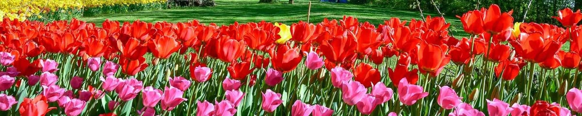 Osterflussfahrt, zur Tulpenblüte nach Holland mit Gisela Jähn
