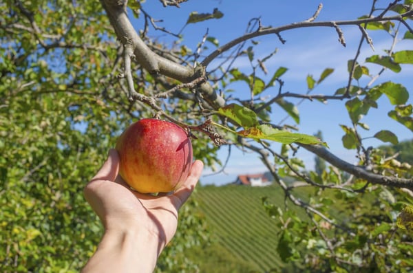 Hand hält einen reifen Apfel am Baum mit Apfelplantagen in der steirischen Hügellandschaft