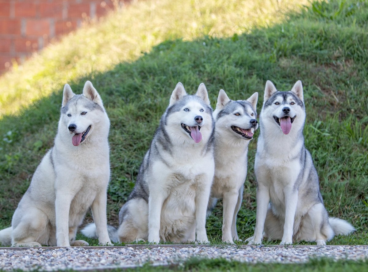Vier Siberian Huskys sitzen nebeneinander auf einer Wiese