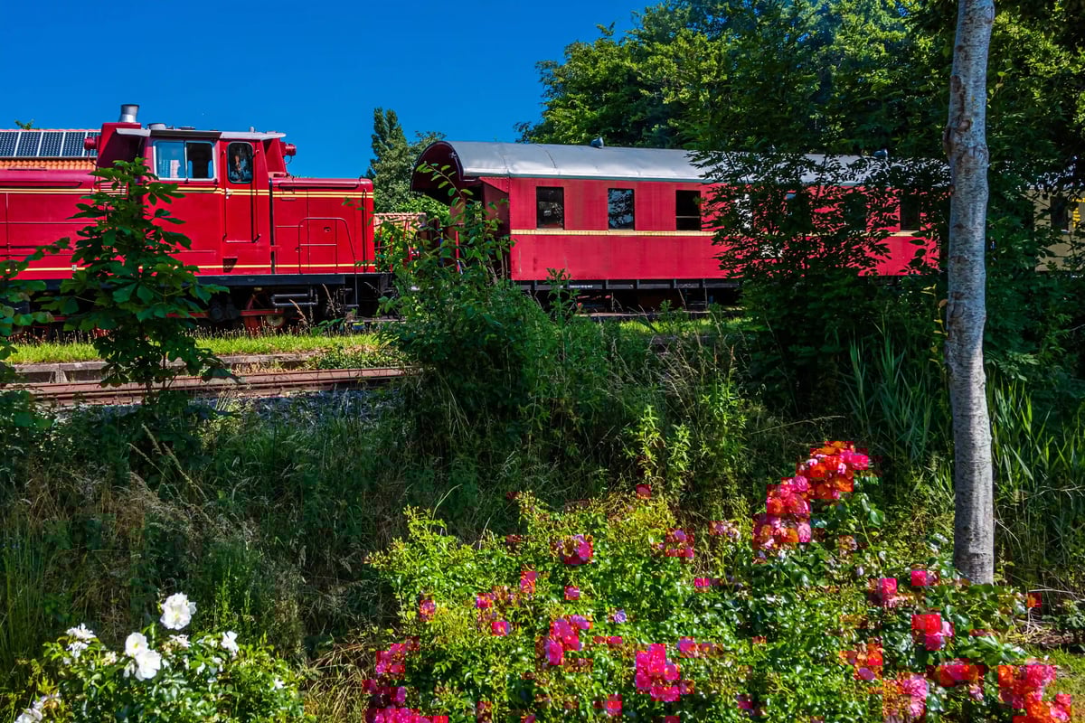 Roter historischer Zug fährt durch eine grüne Landschaft mit Blumen im Vordergrund und Bäumen im Hintergrund