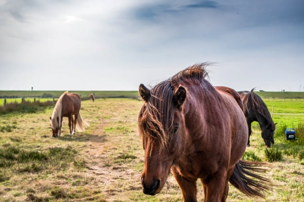 Braunes Pferd mit wehender Mähne steht auf einer grünen Weide, weitere Pferde grasen im Hintergrund unter hellem Himmel