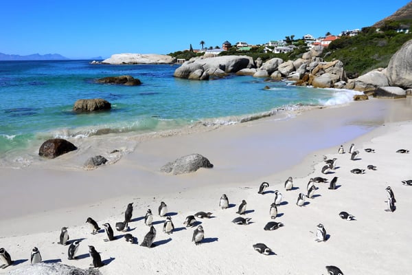 Gruppe von Pinguinen steht und liegt auf einem weissen Sandstrand neben türkisblauem Wasser und Felsen