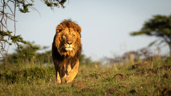 Ein männlicher Löwe mit dunkler Mähne geht durch hohes Gras und blickt direkt in die Kamera