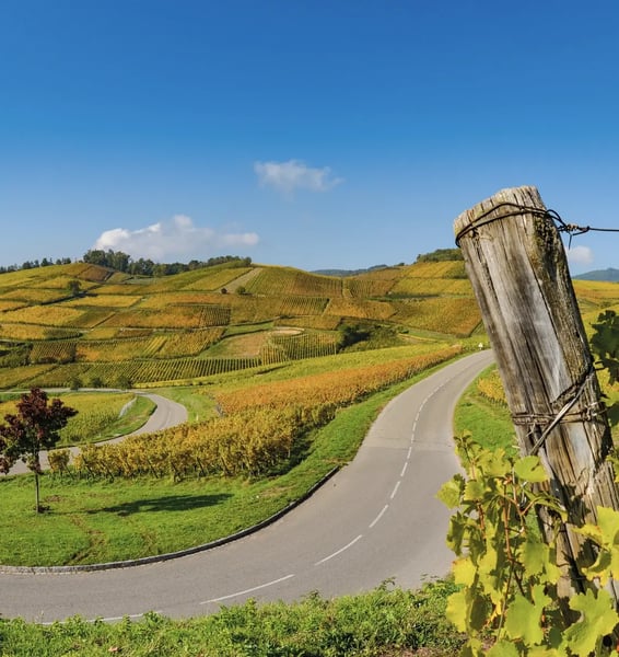 Geschwungene Landstrasse durch sanfte Weinberge mit Rebstöcken an sonnigen Hängen unter blauem Himmel