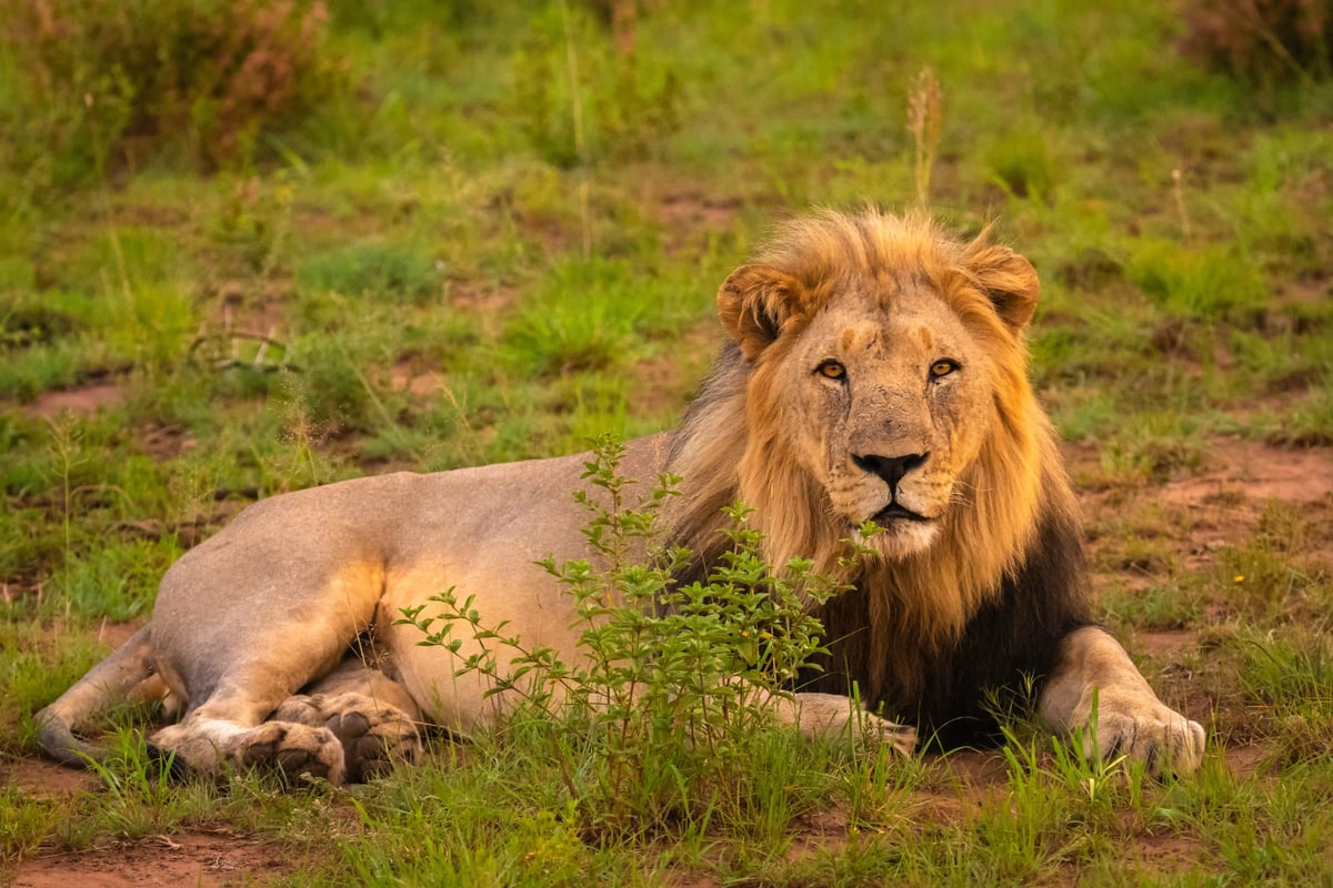 Männlicher Löwe liegt aufmerksam im grünen Gras der afrikanischen Savanne