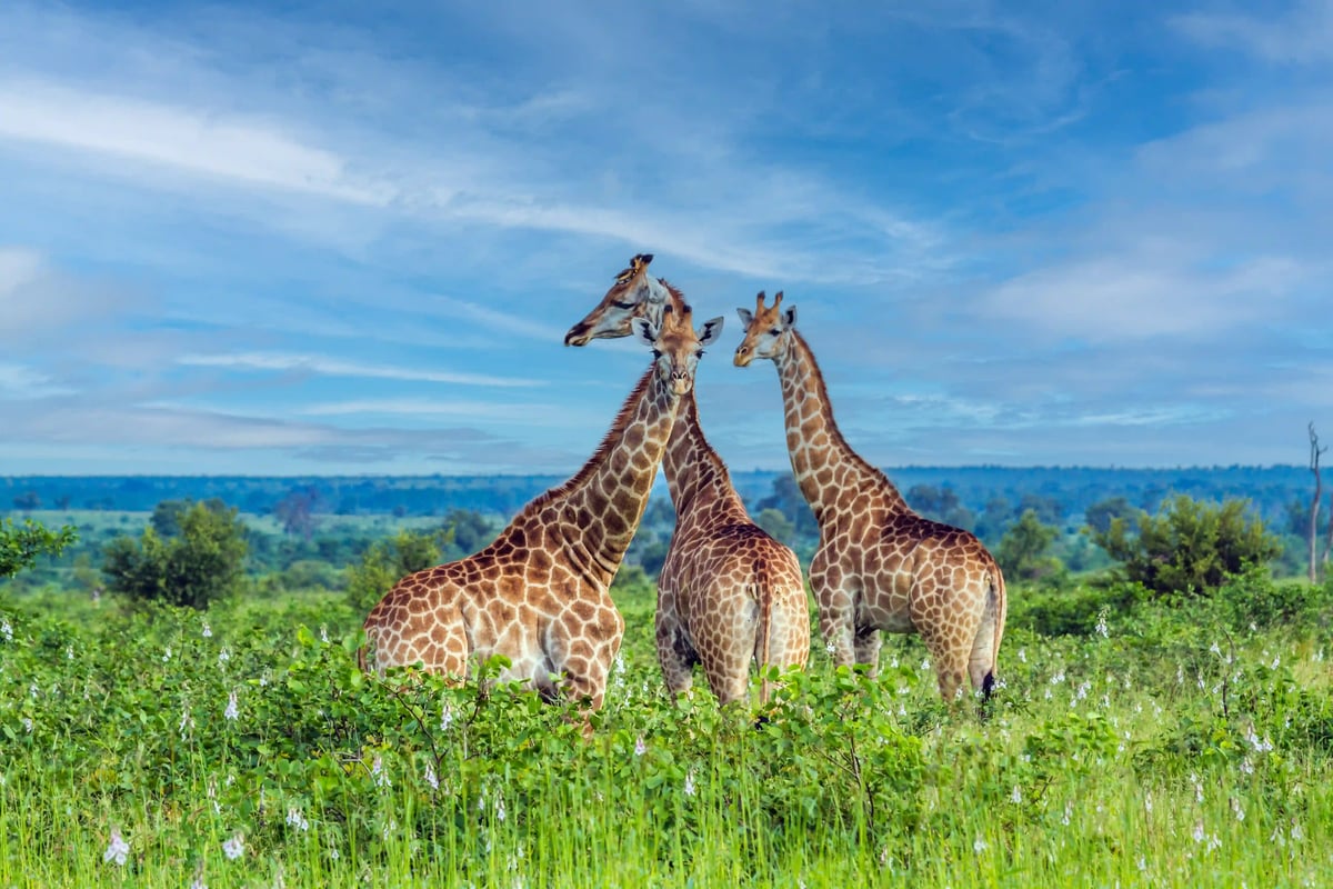 Drei Giraffen stehen dicht beieinander in grüner Savannenlandschaft unter blauem Himmel