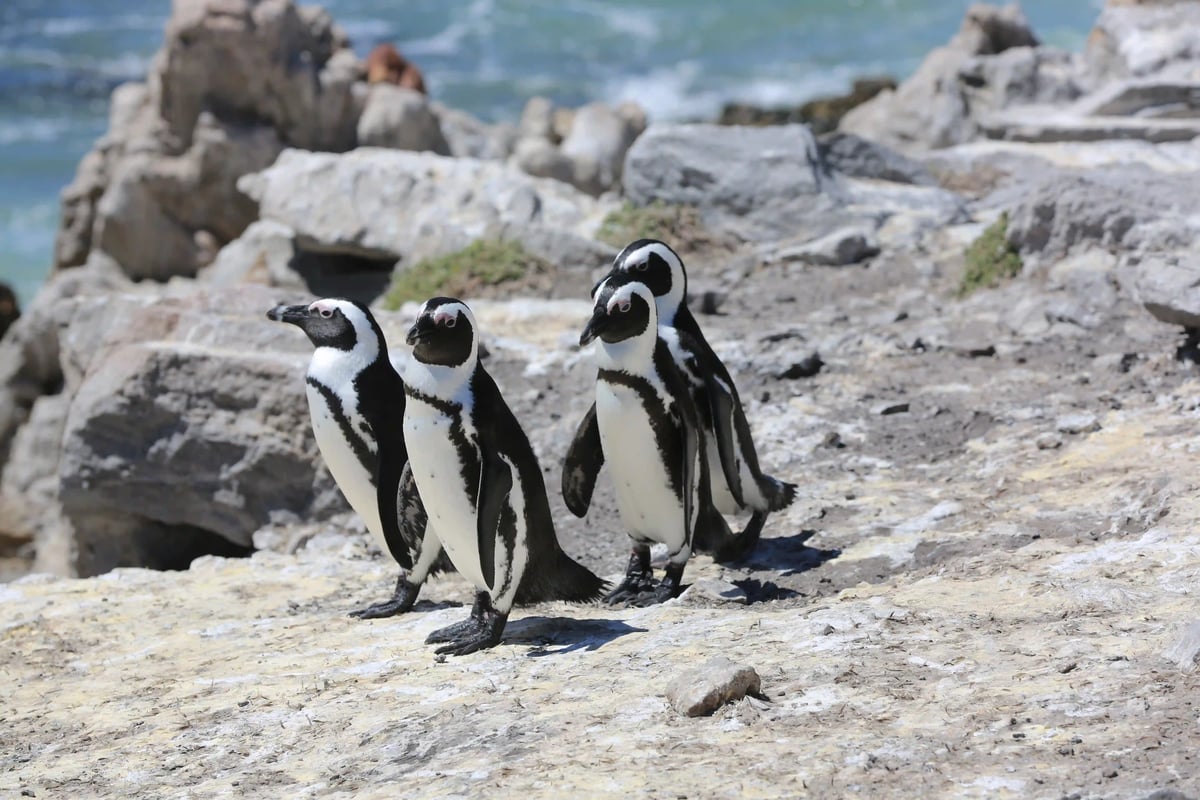 Vier Pinguine stehen dicht nebeneinander auf hellem Fels am Meer und blicken in verschiedene Richtungen