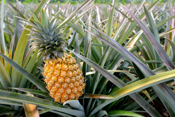 Reife Ananas wächst zwischen langen grünen Blättern auf einer Plantage