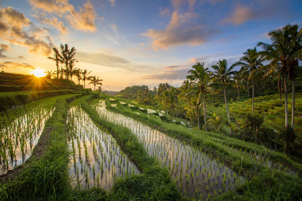 Grüne Reisterrassen mit Palmen und Wasserflächen bei Sonnenuntergang auf Bali