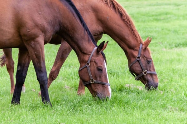 Zwei braune Pferde grasen auf einer grünen Wiese in ländlicher Umgebung
