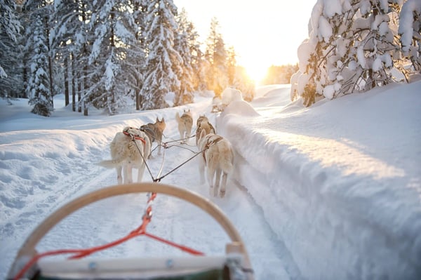 Blick vom Hundeschlitten auf laufende Huskys durch verschneiten Winterwald