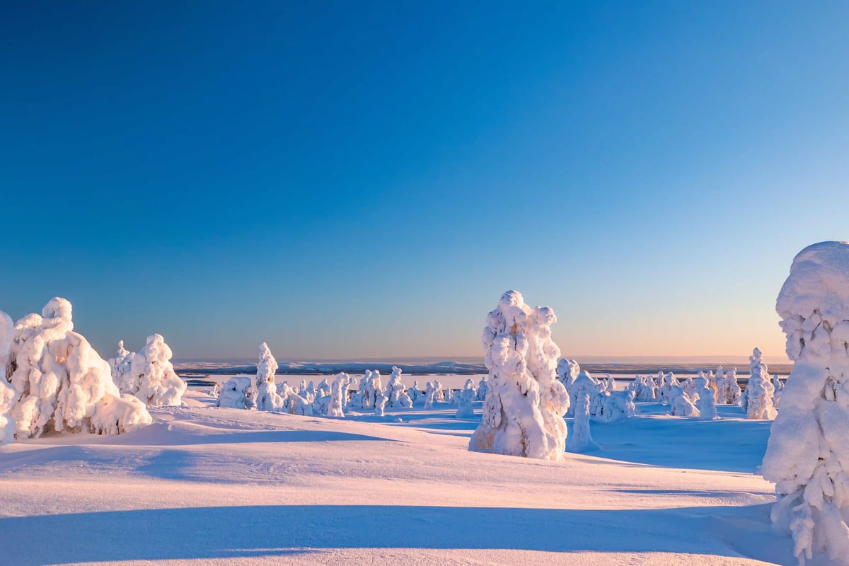 Weite nordische Winterlandschaft mit schneebedeckten Bäumen unter blauem Himmel