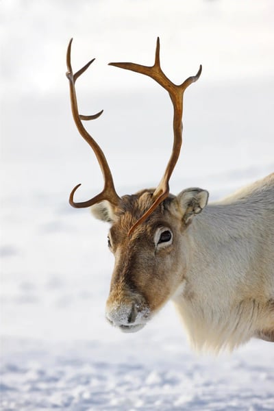 Rentier mit Geweih in verschneiter Winterlandschaft