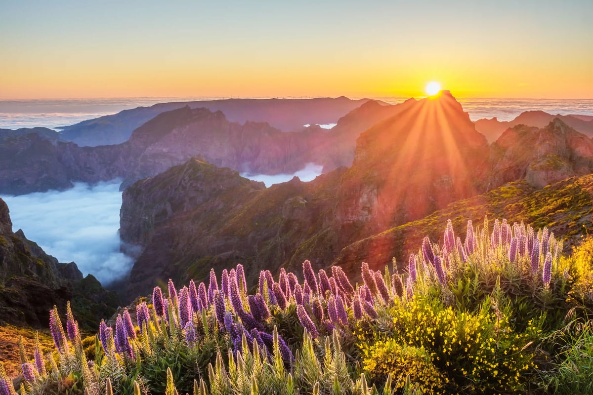 Lever du soleil sur les montagnes escarpées du Pico do Arieiro avec mer de nuages, rochers et fleurs violettes au premier plan