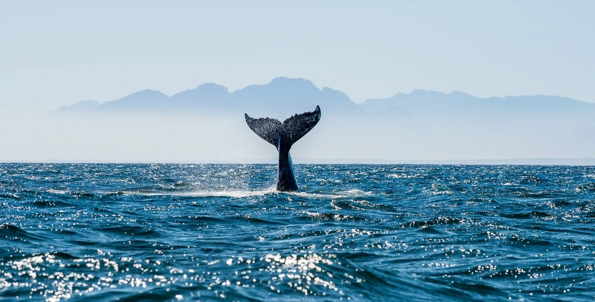 Queue de baleine émergeant de l’océan Atlantique au large de Madère avec montagnes en arrière plan