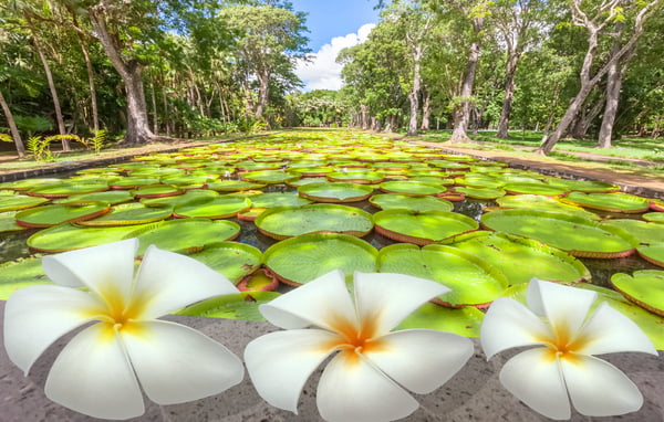 Grosser Teich mit riesigen Seerosen im Botanischen Garten von Pamplemousses, umgeben von tropischen Bäumen