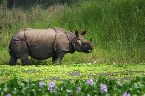 Indisches Panzernashorn steht im Grasland im Chitwan Nationalpark