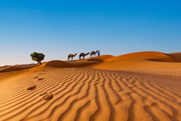 Kamelkarawane mit Begleiter in traditioneller Kleidung zieht über die Sanddünen der Wahiba Sands