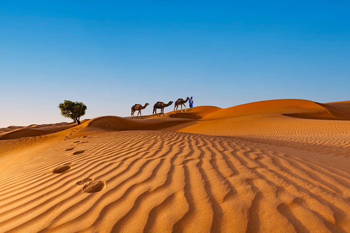 Kamelkarawane mit Begleiter in traditioneller Kleidung zieht über die Sanddünen der Wahiba Sands