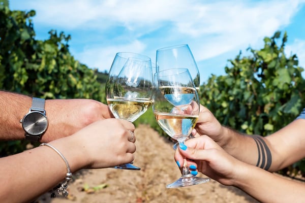 Drei Personen stossen mit Weissweingläsern in einem sonnigen Weinberg an