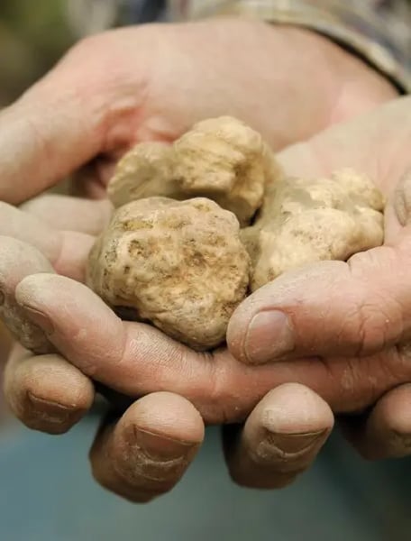 Hände halten mehrere helle Trüffel vor neutralem Hintergrund